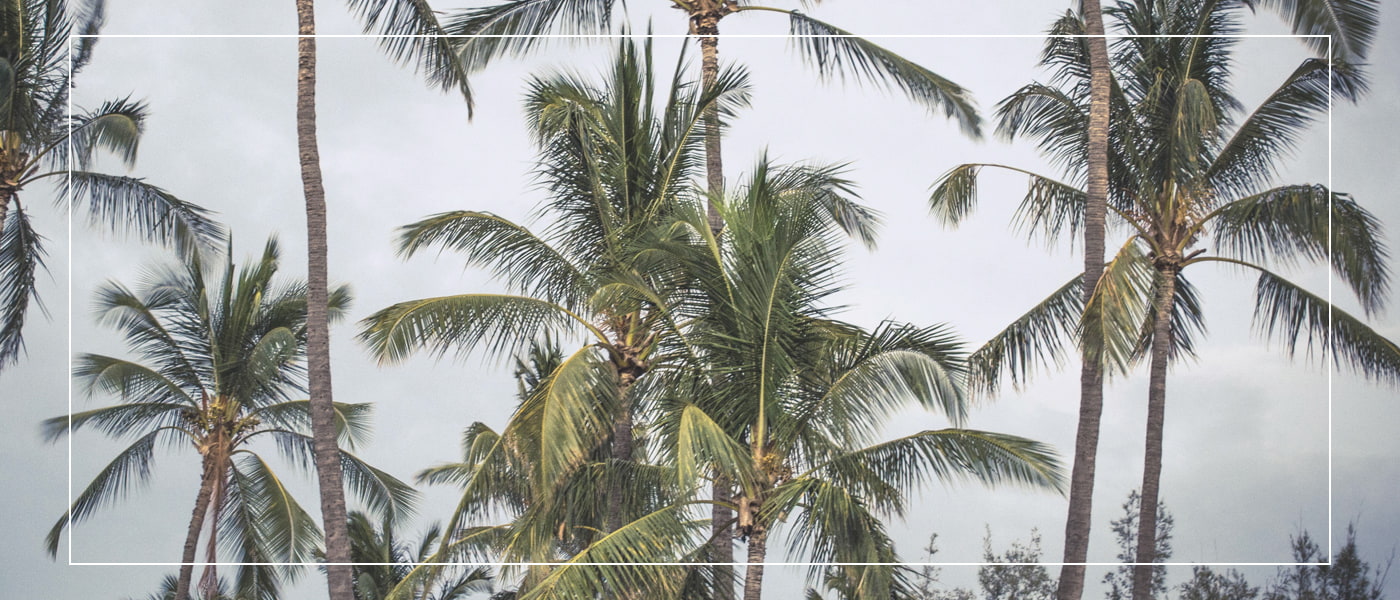 ヤシの木の写真