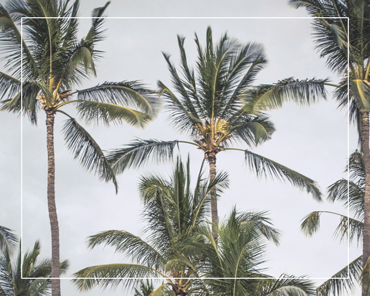 ヤシの木の写真