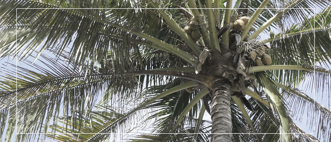 ヤシの木の写真