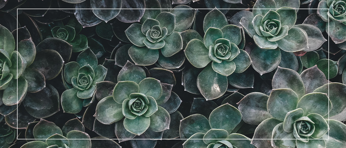 ボタニカル写真