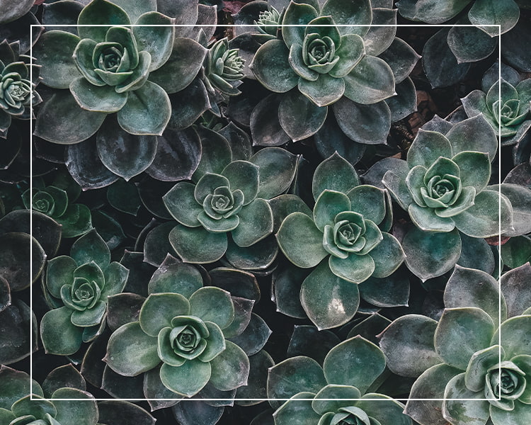 ボタニカル写真